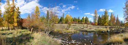 Montana Timber, Hayground, Meadow pasture