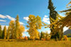 Bonnie J. Ranch, Trout Creek, Montana: Stunning fall foliage