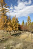 Bonnie J. Ranch, Trout Creek, Montana: Awesome fall foliage