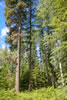 Bonnie J. Ranch, Trout Creek, Montana: Timber