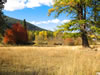 Bonnie J. Ranch, Trout Creek, Montana: Fall foliage